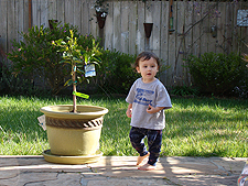 Lime tree growing a bit!