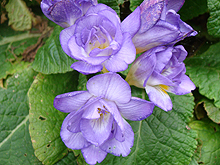 pretty purple flowers