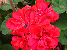 Red Geraniums