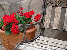 Red Geraniums