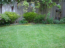 The lawn is looking pretty good!