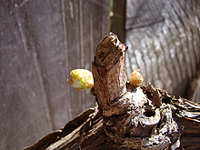 Grapes starting to sprout