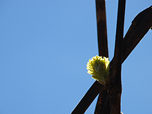 Grapes starting to sprout