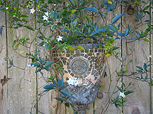 Potato vine on back fence