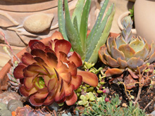succulents