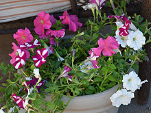 petunias