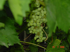 Grapes