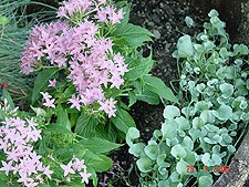 Star Flower and blue Dicondra