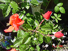 Tangerine colored roses