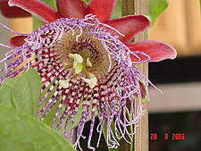 Purple Tiger Passion flower