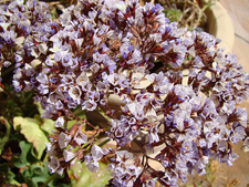 Tiny purple flowers.