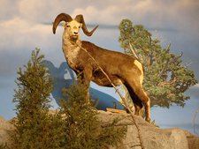 Cabela's