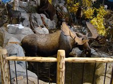 Cabela's