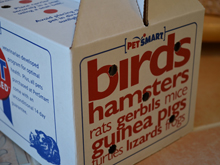 Home from the pet store