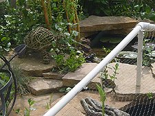 Big bullfrog, March 2004