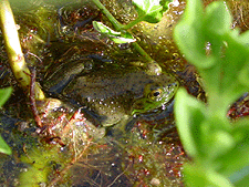 Shelly and Sheldon's friend, Jeremiah the Bullfrog.  He lives in a plant in the smaller pond.