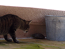 No Tail investigates the mysterious moving rock... and he is pretty scared of it!