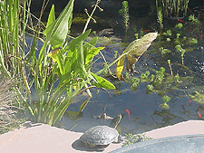 Shelly gets out to look around.