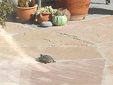 Shelly takes a walk.