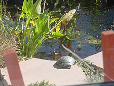 Time to hop back in the pond after a long day.