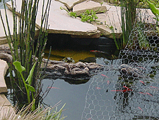 Turtles eating their food off of the driftwood...
