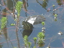 Taking a peek above water.