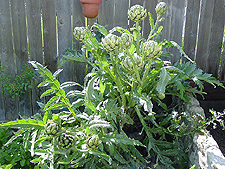 Artichokes