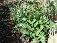 tomatos starting to grow