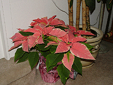 Pretty pink poinsettia Dave got for Heidi.