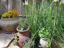Irises and potted plants