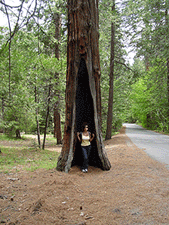 Heidi in a tree on the Mirror Lake trail.