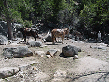 Horses along the John Muir Trail.