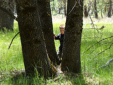 Hunter in the trees