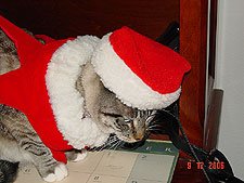 Lily, December 2006