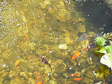 Our big goldfish and koi.