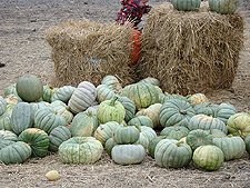 pretty green pumpkins