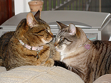 Allie & Lily