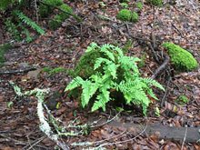 Annadel & Lake Ilsanjo
