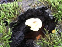 Annadel & Lake Ilsanjo