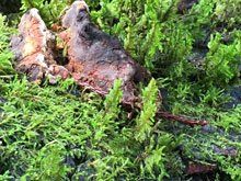 Annadel & Lake Ilsanjo