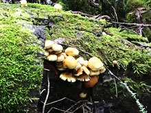 Annadel & Lake Ilsanjo