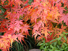 Japanese maple
