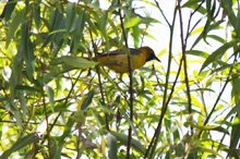 American Goldfinch