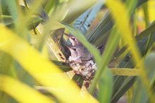 Hummingbird nest