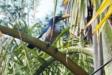 Scrub Jay