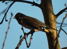 Black Phoebe