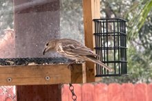 birds