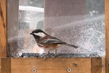 Chestnut-Backed Chickadee