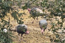 Wild Turkeys