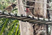 birds